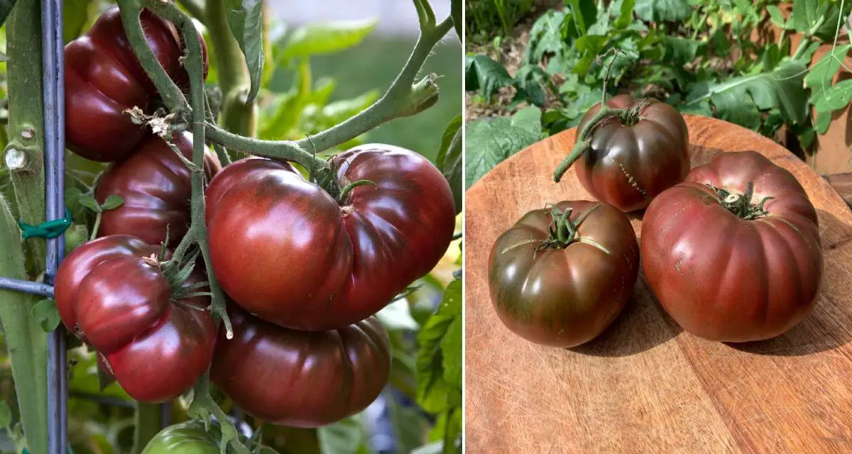 Caractéristiques de la tomate noire de Crimée Petits Jardiniers